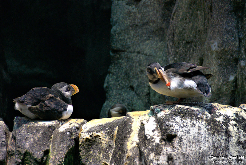 Bernhard Saalfeld - Ozeanarium I